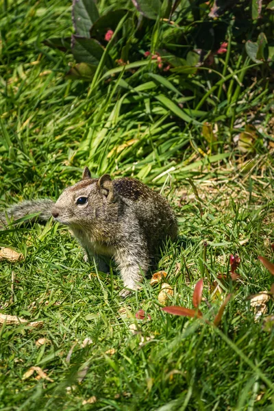 Eekhoorn in het gras met dandilions in het voorjaar 2 — Stockfoto