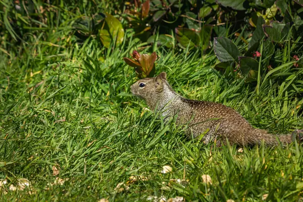 Veverka v trávě s dandilions na jaře 3 — Stock fotografie