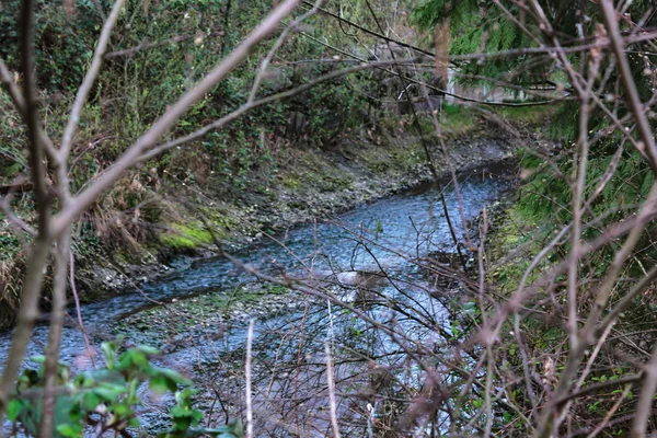 Potok teče přes les — Stock fotografie