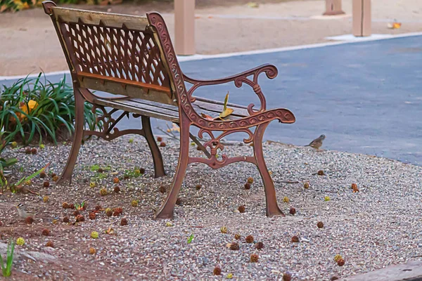 Cast iron and wood bench on gravel with seed pods and a bird — Stock Photo, Image