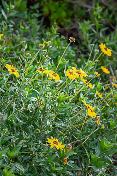 Arbusto de girasol salvaje del sur de California con flores amarillas — Foto de Stock