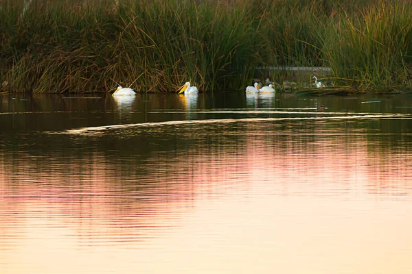 Schwarm Weißpelikane auf Teich in Feuchtgebieten mit Schilf — Stockfoto