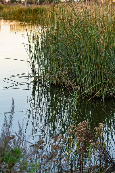 Cañas que crecen en pantanos, humedales con reflejos sobre el agua — Foto de Stock