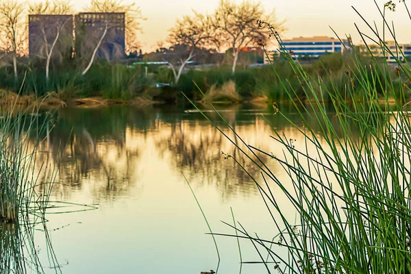 Estanque de humedales con cañas resplandor matutino y reflejo de edificios y plantas — Foto de Stock