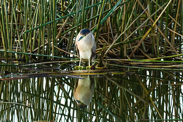 Schwarzschnabelreiher mit weißer Brust am Ufer im Schilf spiegelt sich — Stockfoto