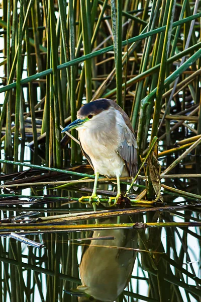 Black beaked night heron with white chest on shoreline among reeds reflected — Stock Photo, Image