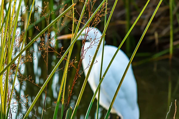 长有杂草花的芦苇和朦胧的大白鹭 — 图库照片