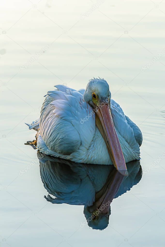 wild white pelican reflected in pond water in morning light
