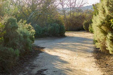 Ağaçlardan ve çalılıklardan uzun gölgeli toprak yürüyüş yolu