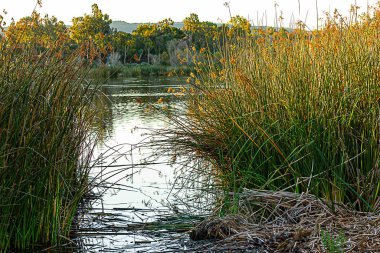 Ratan su otları ağaçlarla ve çalılarla çevrili.