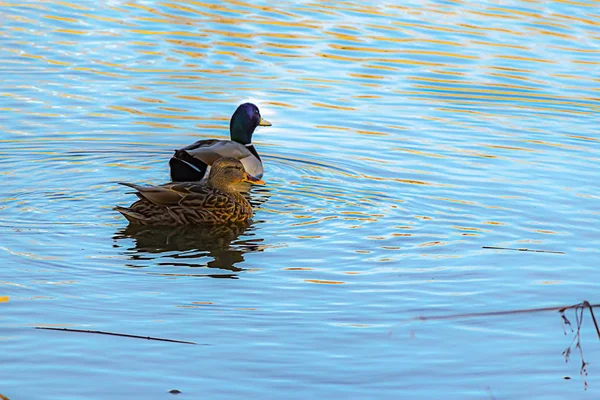 Um par de pato malhado macho e fêmea nadando na lagoa ondulando — Fotografia de Stock