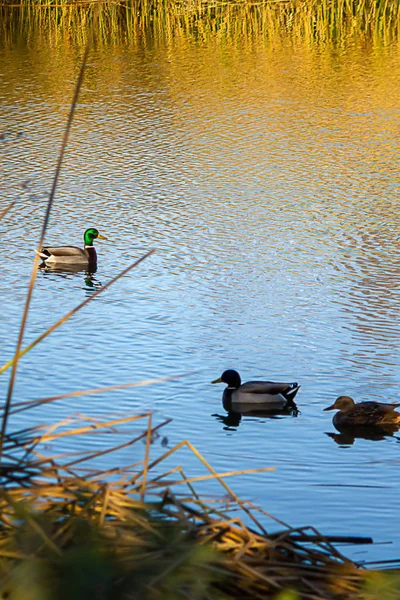 Dos machos y una hembra de pato malardo nadando en el estanque con reflejos ondulantes — Foto de Stock