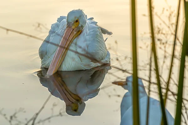 Divoký bílý pelikán a velký bílý pták v jezírku — Stock fotografie