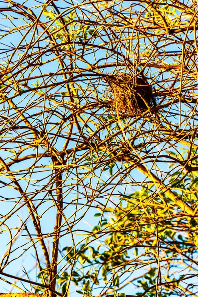 Tangle of bare diciduous tree branches in golden glowing light with bird nest — Stockfoto