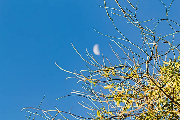 Tangle of bare diciduous tree branches in golden glowing light with half moon — ストック写真