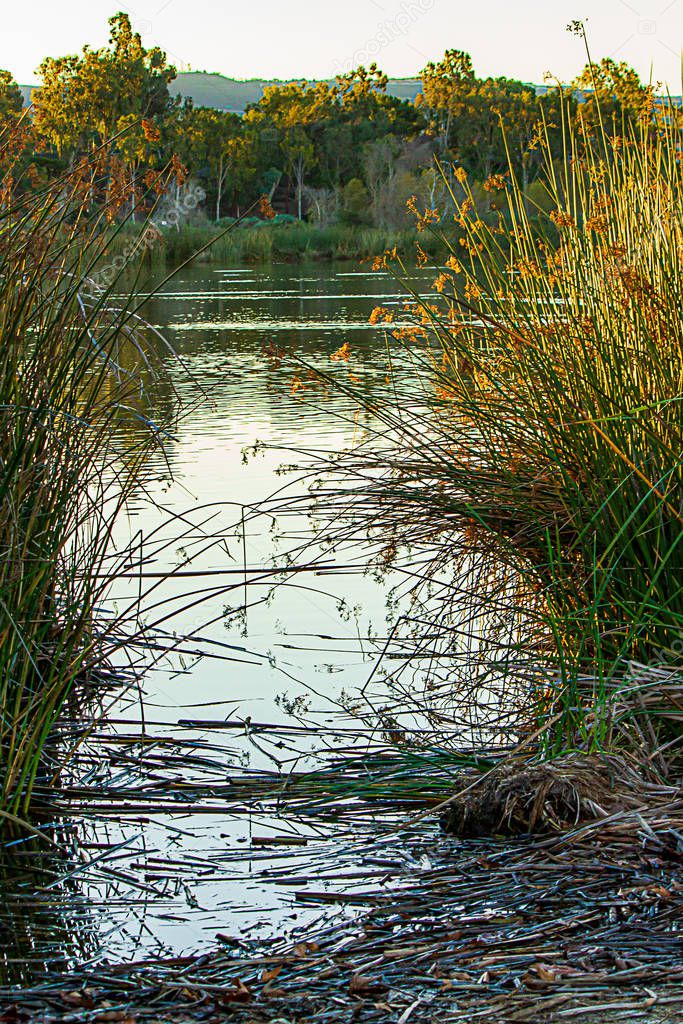 ratan water grass reeds with trees and shrubs reflected