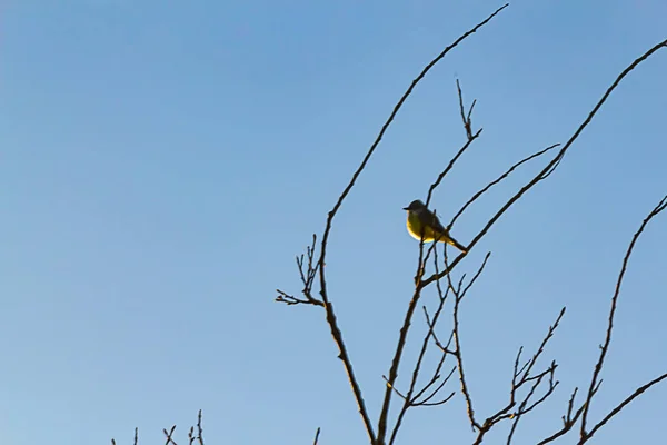 Pájaro cantor en silueta posado en rama de árbol contra el cielo azul —  Fotos de Stock