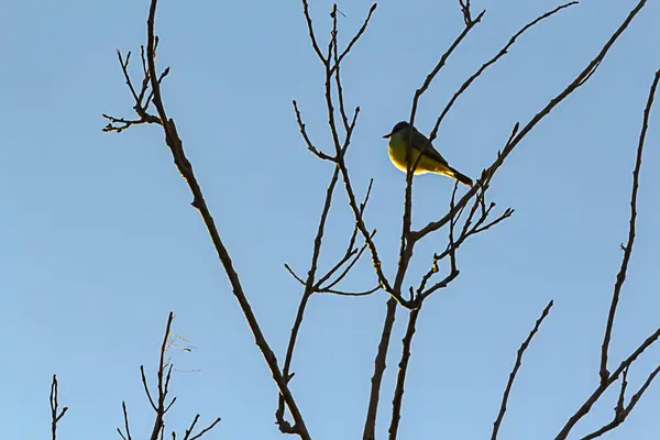 Pájaro cantor en silueta posado en rama de árbol contra el cielo azul — Foto de Stock