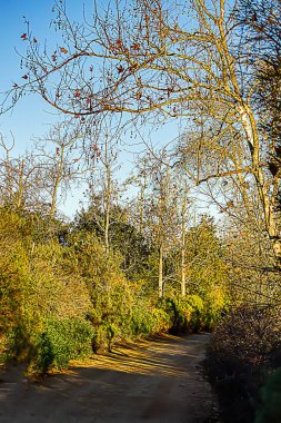 Eğitimli çıplak ağaç ve çalılık. Güneş ışınları, ışıltı ve gölgeler.