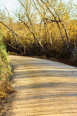 Ağaçlardan ve çalılıklardan uzun gölgeli toprak yürüyüş yolu