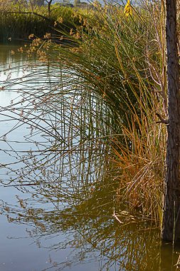 Ratan sazlığı otları, sarı parlayan gölete yansıyor.