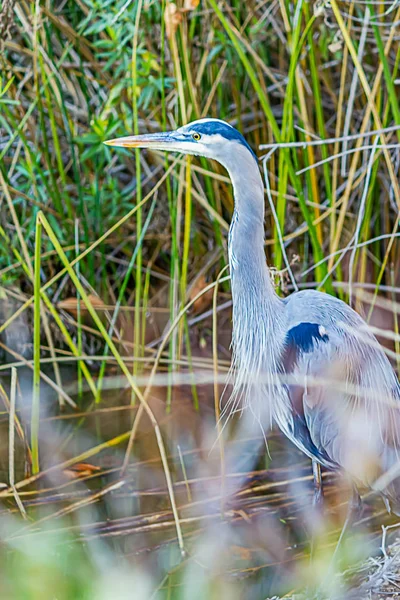 Grande garça azul vadear na lagoa através de arbustos — Fotografia de Stock