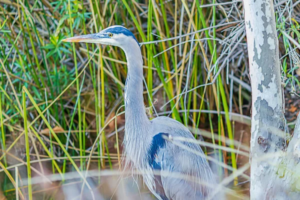 Blaureiher watet im Teich durch Gebüsch — Stockfoto