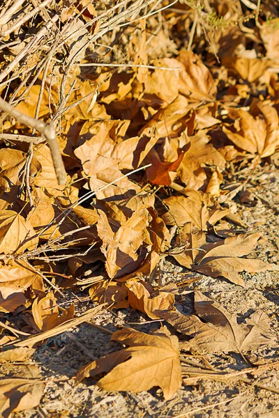 Pilha de outono caído marrom folhas de sicômoro seco — Fotografia de Stock