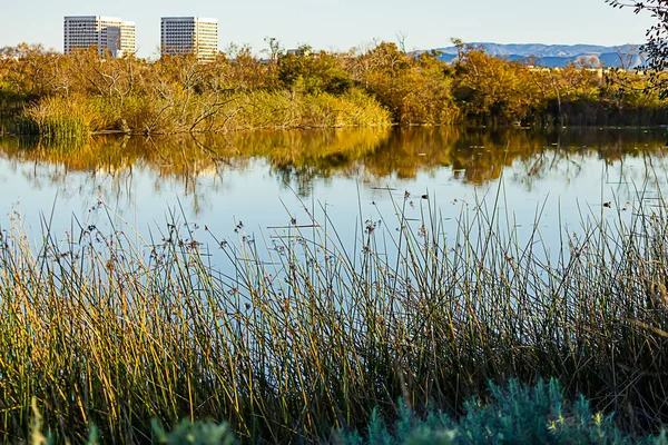 Rybník s divokým listím v městských budovách v ranním zlatavém světle — Stock fotografie