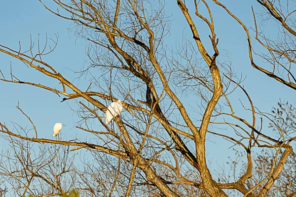 Gran garza blanca y garza encaramadas en árbol de diciduouse desnudo —  Fotos de Stock