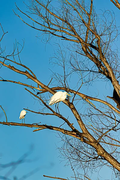 Μεγάλο λευκό egret και egret σκαρφαλωμένο σε γυμνό δέντρο diciduouse — Φωτογραφία Αρχείου