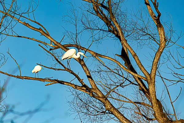 Stor vit egret och egret uppflugen i bar diciduouse träd — Stockfoto