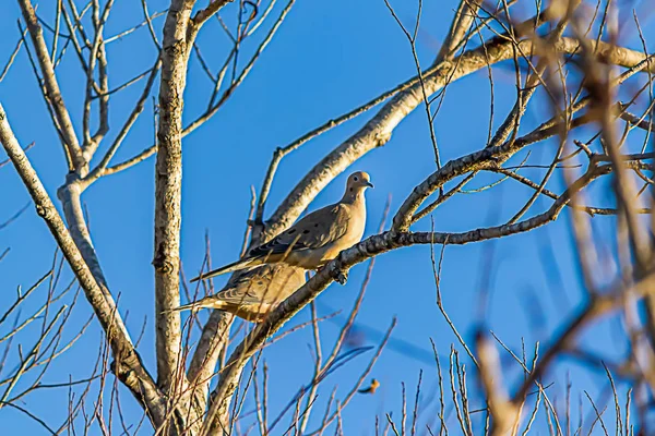 Twee duiven samen neergestreken op boomtak tegen blauwe lucht — Stockfoto