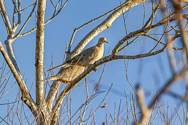 Dos palomas posadas juntas en la rama de un árbol contra el cielo azul — Foto de Stock