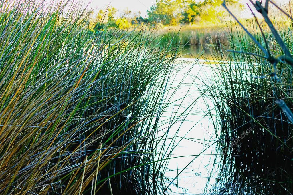 ratan reed water grass, in pond with reflections and shoreline