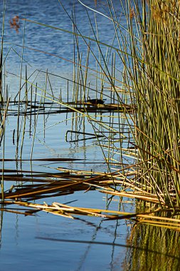Ratan kamış kümesi. Parlak, sakin, mavi gölette yüzen.