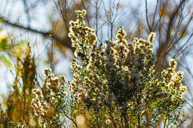 Çiçek açan katır şişman, dayanıklı, beyaz çiçekli çalılar.