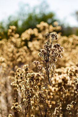 Üç kuru yaprak ve yarım ay ile çıplak ağaç dalları ve dalları