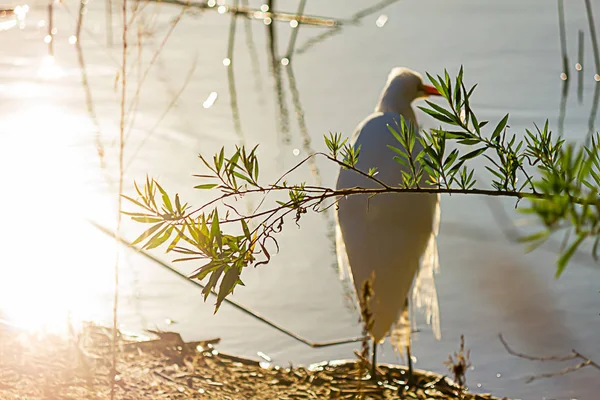 Grote witte zilverreiger in gloeiend zonlicht aan de oever van de vijver — Stockfoto