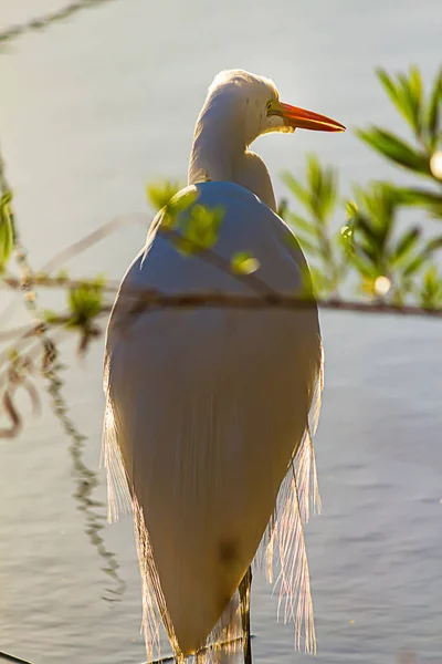 Kıyı şeridinde parlak güneş ışığında duran büyük beyaz balıkçıl — Stok fotoğraf