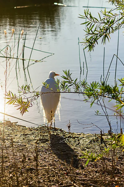 Большая белая цапля на берегу, стоящая в ярком солнечном свете — стоковое фото