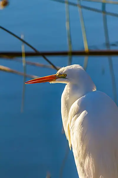 Silberreiher am Ufer, der im hellen Sonnenlicht steht — Stockfoto