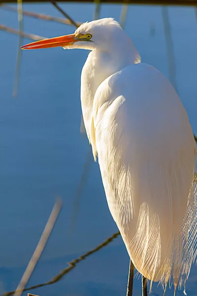 Silberreiher am Ufer, der im hellen Sonnenlicht steht — Stockfoto