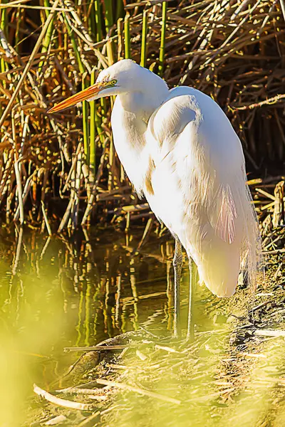 Ein Silberreiher, der am Ufer mit Ratanschilf steht — Stockfoto