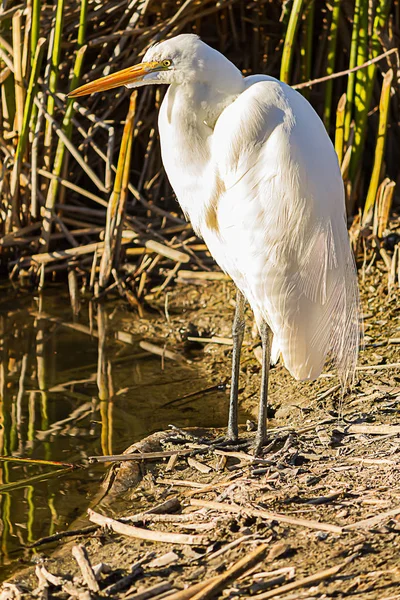 En stor vit egret står på stranden med ratan vass — Stockfoto