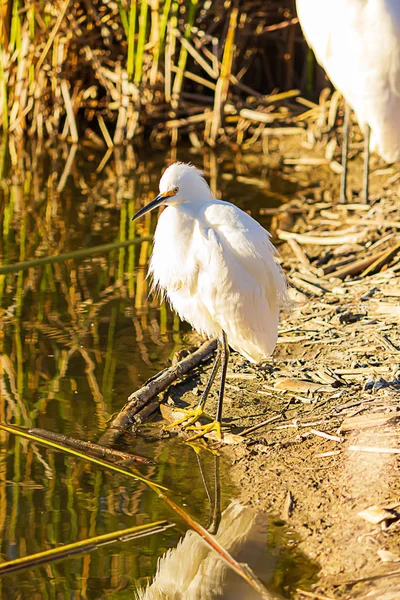 Egret nevado em pé na costa de uma lagoa em luz solar brilhante — Fotografia de Stock