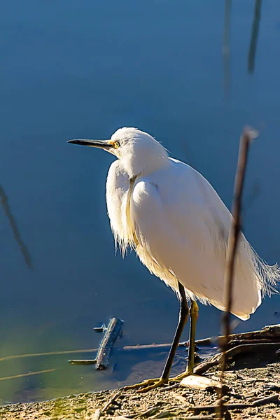 Seidenreiher steht am Ufer eines Teiches im gleißenden Sonnenlicht — Stockfoto