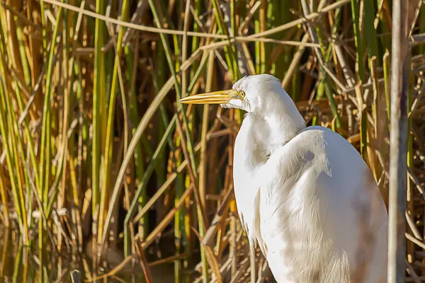 Ein Silberreiher und ein Seidenreiher, die am Ufer stehen — Stockfoto