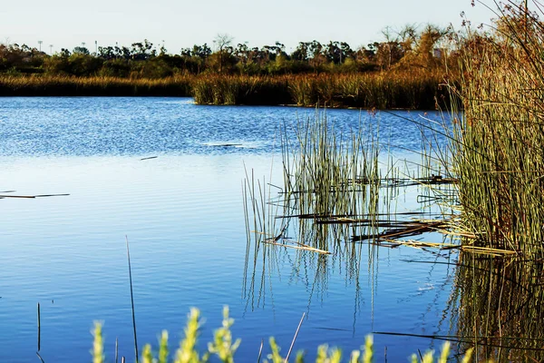 Яскрава кобальтова блакитна вода в ставку з ратанським очеретом уздовж берегової лінії — стокове фото