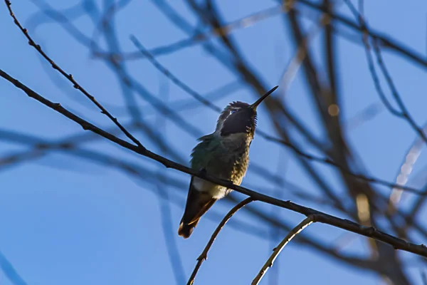 Annas hummingbird a red headed hummingbird perched on twig — Stockfoto